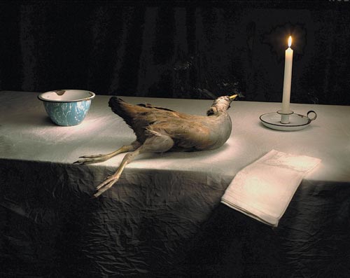 Marian Drew. <em>Tasmanian Swamp Hen with Candle</em>, 2005. 112 x 134 cm. Archival Pigments on German Etching Paper digitally printed. Image courtesy of the artist and Dianne Tanzer Gallery, Melbourne, Australia.